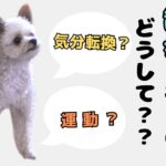 【犬 しつけ】お散歩でお困りな方必見！目から鱗の回！！#ドッグトレーニング大阪 #ドッグトレーニング #dogtraining #puppy #愛犬