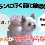 【愛犬しつけ】愛犬にとって適切な環境設定を考える　安心して過ごしていくために見る動画　#ドッグトレーニング #ドッグトレーニング大阪 #puppy #子犬 #犬#dogtraining#愛犬