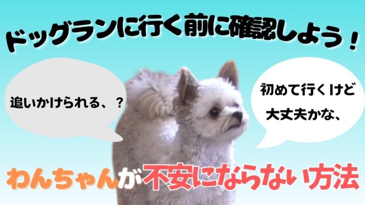 【愛犬しつけ】愛犬にとって適切な環境設定を考える　安心して過ごしていくために見る動画　#ドッグトレーニング #ドッグトレーニング大阪 #puppy #子犬 #犬#dogtraining#愛犬