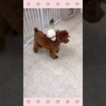 ＃犬のようちえん　＃犬のほいくえん　＃犬お泊りトレーニング　　#子犬しつけ  #しつけ教室 　#ミックス犬 　＃犬のしつけ　#shorts 　#パピートレーニング