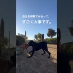 #shorts 犬のしつけ　ドッグトレーニング