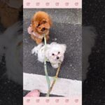 ＃犬のようちえん　＃犬のほいくえん　＃犬お泊りトレーニング　　#子犬しつけ  #しつけ教室 　#マルチーズ  　＃犬のしつけ　#shorts 　#パピートレーニング