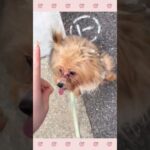 ＃犬のようちえん　＃犬のほいくえん　＃犬お泊りトレーニング　　#子犬しつけ  #しつけ教室 　#ミックス犬　＃犬のしつけ　#shorts 　#パピートレーニング