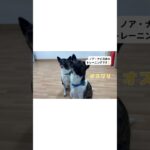 保護犬　兄弟ノアくんナビくんのトレーニング#shorts #しつけ