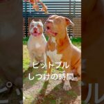 ピットブルの親子のしつけ方法！おやつをあげても言うこと聞ける？【アメリカンピットブル】#shorts