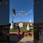 飼い犬と犬の違い　#shorts