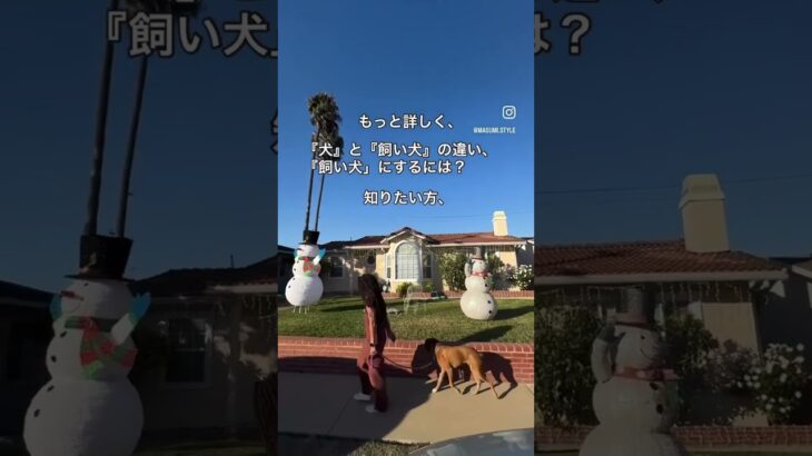 飼い犬と犬の違い　#shorts