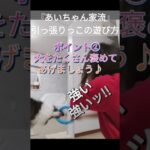 【ストレス発散】正しい引っ張りっこの遊び方 #犬のしつけ #shorts