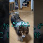 ちっとも言うことをきかないシェルティ　#shorts #癒し #日常vlog #犬のいる暮らし #犬のしつけ