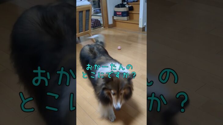 ちっとも言うことをきかないシェルティ　#shorts #癒し #日常vlog #犬のいる暮らし #犬のしつけ