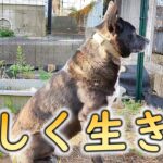 【甲斐犬雑種】しつけをほどほどで諦めた小話【保護犬】