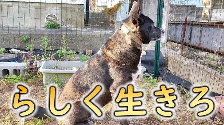 【甲斐犬雑種】しつけをほどほどで諦めた小話【保護犬】