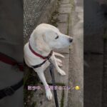 #ラブラドール #保護犬 #大型犬 #犬の散歩 #犬のしつけ #エレン