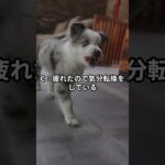 犬が遠吠えをする理由として最も一般的なのはどれでしょうか？#ワンコクイズ #犬好きと繋がりたい #犬のいる暮らし #ペットトレーナー #犬のしつけ #犬の睡眠 #ワンコとの生活 #犬の飼い方