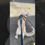 #ラブラドール #保護犬 #大型犬 #犬のしつけ #犬の散歩 #エレン