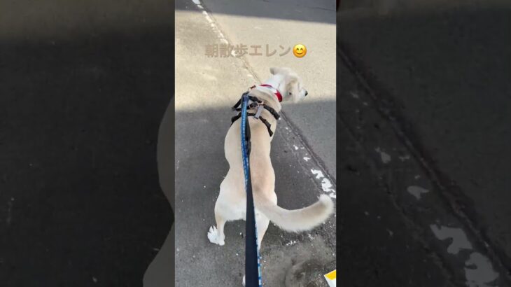 #ラブラドール #保護犬 #大型犬 #犬のしつけ #犬の散歩 #エレン