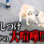 【出張しつけ】犬同士でまさかの大喧嘩勃発!?多頭飼いの出張しつけ教室