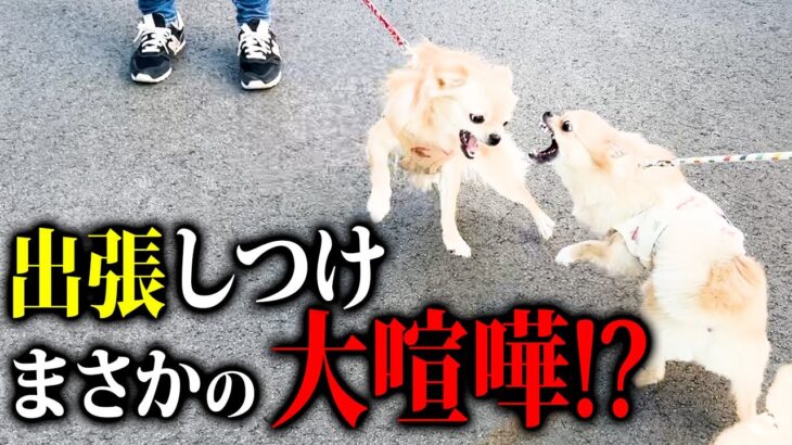 【出張しつけ】犬同士でまさかの大喧嘩勃発!?多頭飼いの出張しつけ教室