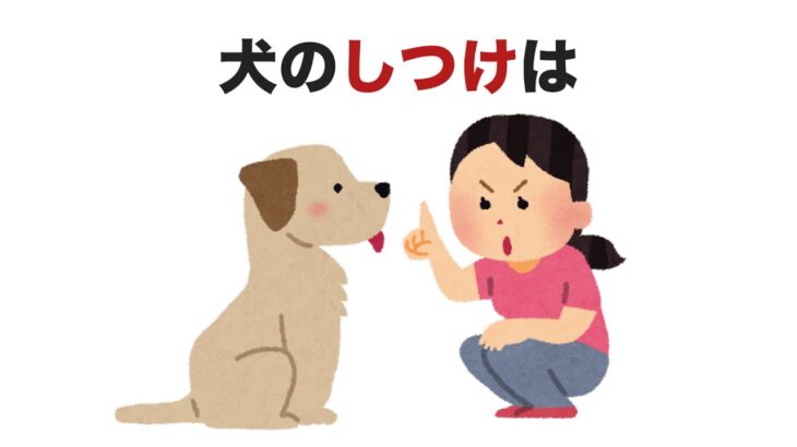 犬のしつけは【犬に関する面白い雑学】その３