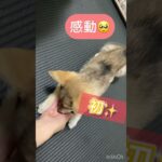 【子犬　しつけ】ポメ柴　伏せをマスター！？