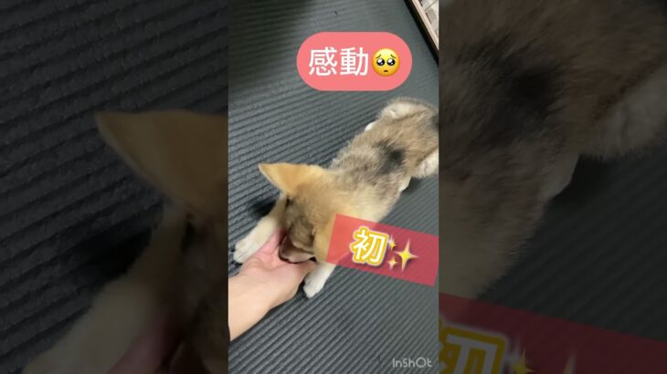 【子犬　しつけ】ポメ柴　伏せをマスター！？