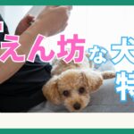 【甘えん坊な犬】仕草と甘えてくる理由は？