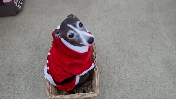 犬の幼稚園 れもんちゃんとトレーニング