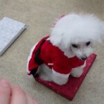 犬の幼稚園 バニラちゃんとトレーニング