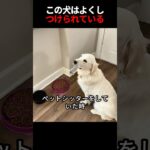 この犬はよくしつけられている