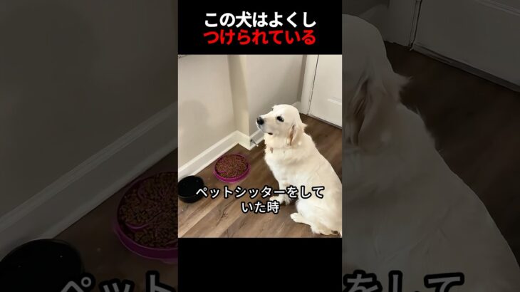 この犬はよくしつけられている