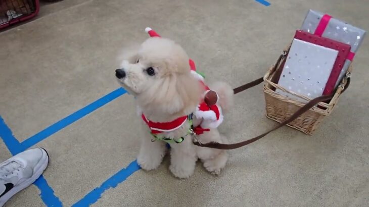 犬の幼稚園 レオくんとトレーニング