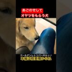 【犬のしつけ】あごをのせて『おやつをもらう』ゴールデンレトリバーの子犬