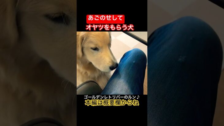 【犬のしつけ】あごをのせて『おやつをもらう』ゴールデンレトリバーの子犬