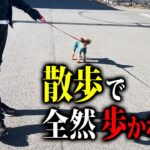 【プロ実践】犬が散歩で歩かない時のしつけ法をドッグトレーナーが解説