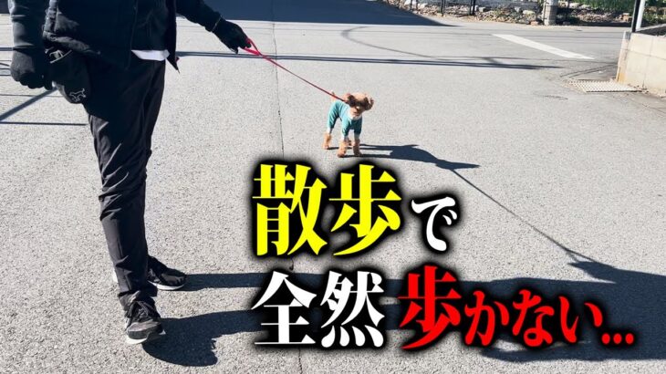 【プロ実践】犬が散歩で歩かない時のしつけ法をドッグトレーナーが解説