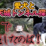 旧天城越を目指せ！　#ハイエース #犬とお出かけ #犬のしつけ #ボーダーコリー #天城越え