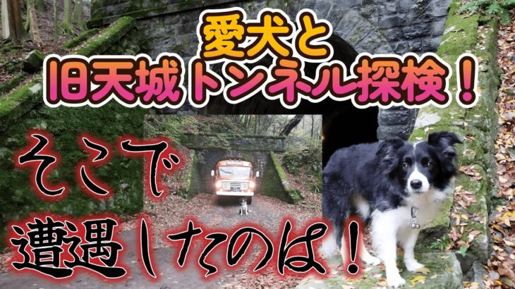 旧天城越を目指せ！　#ハイエース #犬とお出かけ #犬のしつけ #ボーダーコリー #天城越え