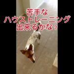 犬のしつけはリモートでも可能！ #ジャックラッセルテリア #トレーニング #犬