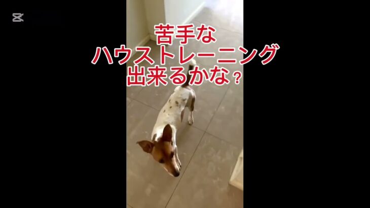 犬のしつけはリモートでも可能！ #ジャックラッセルテリア #トレーニング #犬