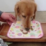 犬の幼稚園 はやぶさくんとトレーニング