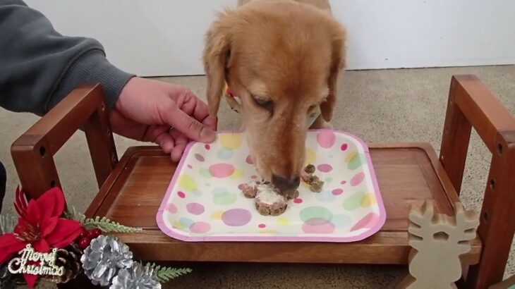 犬の幼稚園 はやぶさくんとトレーニング