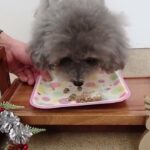 犬の幼稚園 輪くんとトレーニング