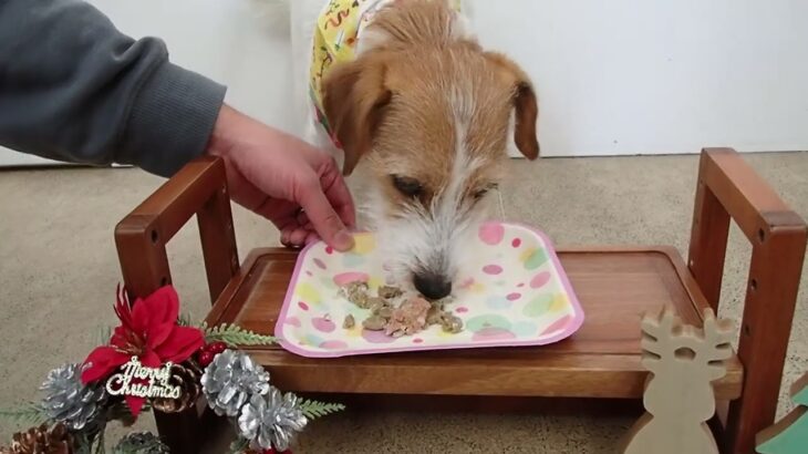 犬の幼稚園 ルディくんとトレーニング