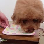 犬の幼稚園 たろうくんとトレーニング