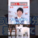 【この犬種な～んだ？】鼻ぺちゃ犬編