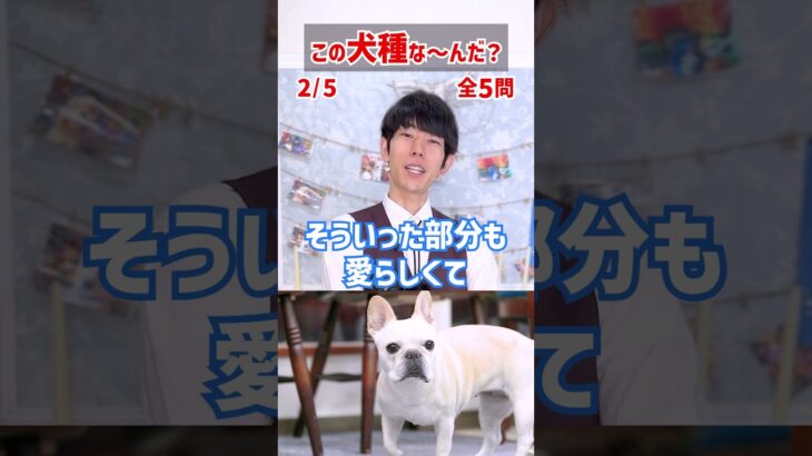 【この犬種な～んだ？】鼻ぺちゃ犬編