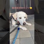 #ラブラドール #保護犬  #大型犬 #犬のしつけ #犬の散歩 #エレン