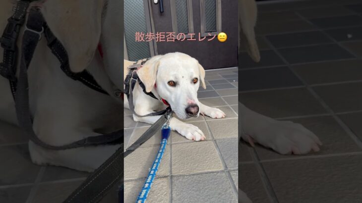 #ラブラドール #保護犬  #大型犬 #犬のしつけ #犬の散歩 #エレン