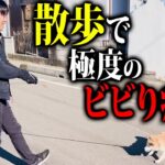 散歩で極度にビビる柴犬のしつけ【ドッグトレーナー実践】