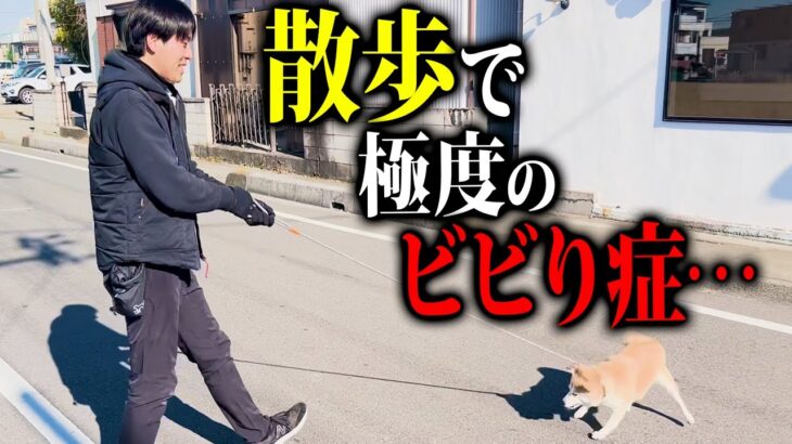 散歩で極度にビビる柴犬のしつけ【ドッグトレーナー実践】